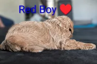 Red Boy, a male Poodle - Standard  for sale in Hillsboro, IL – Photo 5 of 7