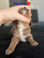 Red Boy, a male Poodle - Standard  for sale in Hillsboro, IL – Photo 3 of 7
