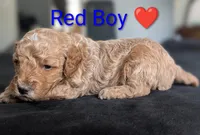 Red Boy, a male Poodle - Standard  for sale in Hillsboro, IL – Photo 2 of 7