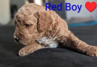 Red Boy, a male Poodle - Standard  for sale in Hillsboro, IL – Photo 4 of 7