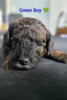 Green Boy, a male Poodle - Standard  for sale in Hillsboro, IL – Photo 1 of 6