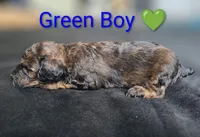 Green Boy, a male Poodle - Standard  for sale in Hillsboro, IL – Photo 3 of 6