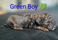 Green Boy, a male Poodle - Standard  for sale in Hillsboro, IL – Photo 2 of 6