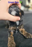Green Boy, a male Poodle - Standard  for sale in Hillsboro, IL – Photo 4 of 6