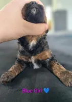 Blue Girl, a female Poodle - Standard  for sale in Hillsboro, IL – Photo 5 of 8