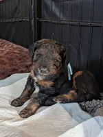 Blue Girl, a female Poodle - Standard  for sale in Hillsboro, IL – Photo 6 of 8