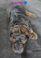 Blue Girl, a female Poodle - Standard  for sale in Hillsboro, IL – Photo 4 of 8