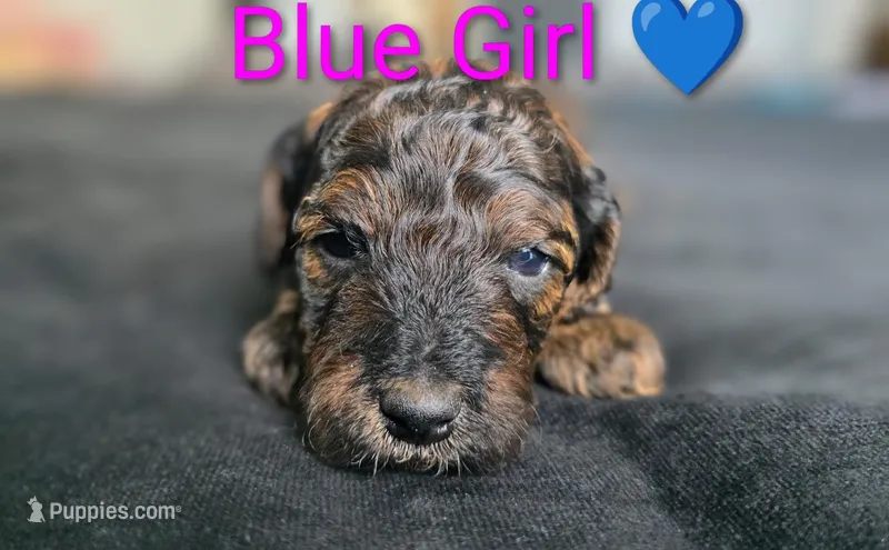 Blue Girl – Poodle - Standard  puppy for sale in Hillsboro, IL