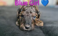 Blue Girl, a female Poodle - Standard  for sale in Hillsboro, IL – Photo 1 of 8