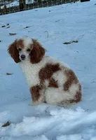 Blue Girl, a female Poodle - Standard  for sale in Hillsboro, IL – Photo 8 of 8