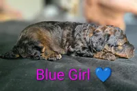 Blue Girl, a female Poodle - Standard  for sale in Hillsboro, IL – Photo 3 of 8