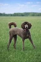 Blue Girl, a female Poodle - Standard  for sale in Hillsboro, IL – Photo 7 of 8