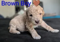 Brown Boy, a male Poodle - Standard  for sale in Hillsboro, IL – Photo 2 of 6