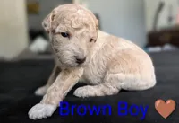 Brown Boy, a male Poodle - Standard  for sale in Hillsboro, IL – Photo 3 of 6