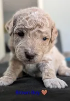 Brown Boy, a male Poodle - Standard  for sale in Hillsboro, IL – Photo 1 of 6