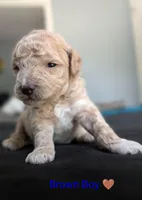 Brown Boy, a male Poodle - Standard  for sale in Hillsboro, IL – Photo 4 of 6