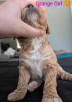 Orange Girl, a female Poodle - Standard  for sale in Hillsboro, IL – Photo 6 of 8