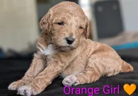 Orange Girl, a female Poodle - Standard  for sale in Hillsboro, IL – Photo 4 of 8