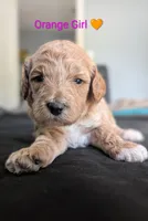 Orange Girl, a female Poodle - Standard  for sale in Hillsboro, IL – Photo 1 of 8