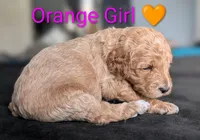 Orange Girl, a female Poodle - Standard  for sale in Hillsboro, IL – Photo 3 of 8