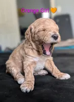 Orange Girl, a female Poodle - Standard  for sale in Hillsboro, IL – Photo 2 of 8