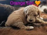Orange Girl, a female Poodle - Standard  for sale in Hillsboro, IL – Photo 5 of 8