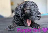 Purple Girl, a female Poodle - Standard  for sale in Hillsboro, IL – Photo 5 of 8