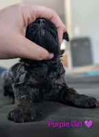 Purple Girl, a female Poodle - Standard  for sale in Hillsboro, IL – Photo 2 of 8