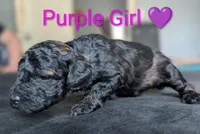 Purple Girl, a female Poodle - Standard  for sale in Hillsboro, IL – Photo 6 of 8