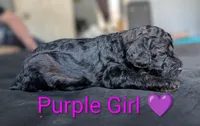 Purple Girl, a female Poodle - Standard  for sale in Hillsboro, IL – Photo 4 of 8
