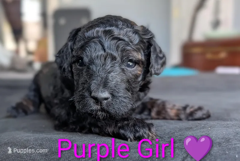 Purple Girl – Poodle - Standard  puppy for sale in Hillsboro, IL