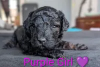 Purple Girl, a female Poodle - Standard  for sale in Hillsboro, IL – Photo 1 of 8