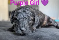 Purple Girl, a female Poodle - Standard  for sale in Hillsboro, IL – Photo 3 of 8