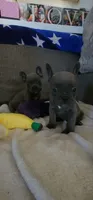 Blue Male Frenchy, a male French Bulldog for sale in Phelan, CA – 3 of 3