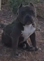 Hercules, a male American Bully and Shorty Bull for sale in Phelan, CA – 3 of 10