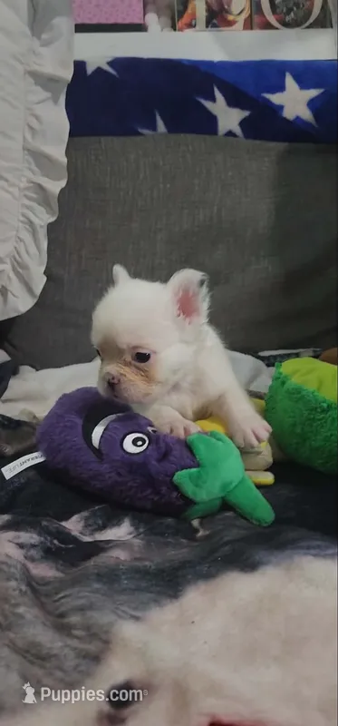 Fluffy Frenchy Male , a male French Bulldog for sale in Phelan, CA – 1 of 4