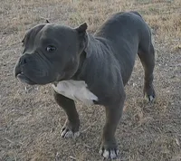 Hercules, a male American Bully and Shorty Bull for sale in Phelan, CA – 7 of 10