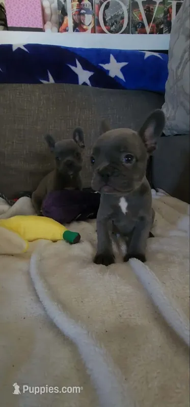 Blue Male Frenchy – French Bulldog puppy for sale in Phelan, CA