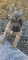 Pretty Boy, a male American Bully and Shorty Bull for sale in Phelan, CA – 5 of 10
