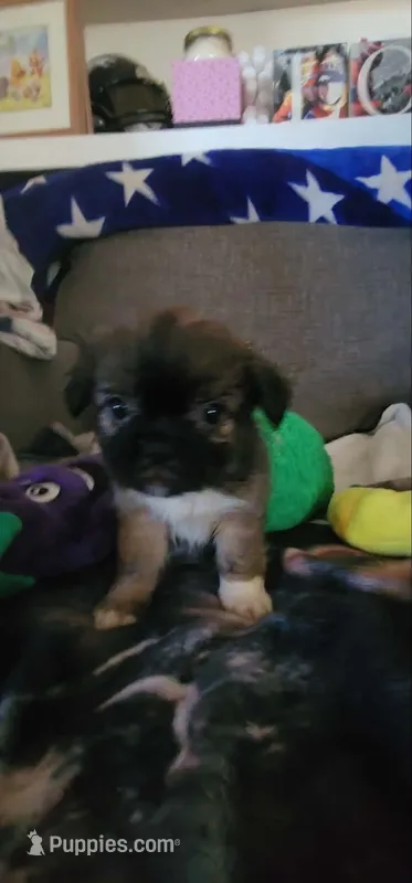 Fluffy  American Bullnese Female 1 – French Bulldog, Pekingese puppy for sale in Phelan, CA