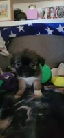 Fluffy  American Bullnese Female 1, a female French Bulldog and Pekingese for sale in Phelan, CA – 1 of 5