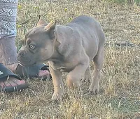Pretty Boy, a male American Bully and Shorty Bull for sale in Phelan, CA – 9 of 10