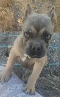 Pretty Boy, a male American Bully and Shorty Bull for sale in Phelan, CA – 3 of 10