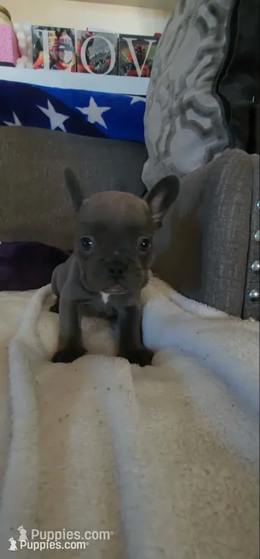 Blue Female Frenchy , a female French Bulldog for sale in Phelan, CA – 1 of 10