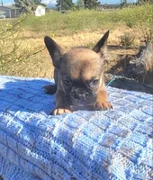 Cappy, a male French Bulldog for sale in Phelan, CA – 5 of 5