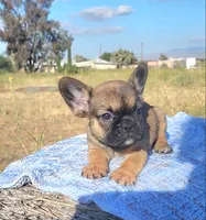 Cappy, a male French Bulldog for sale in Phelan, CA – 2 of 5