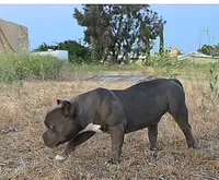 Hercules, a male American Bully and Shorty Bull for sale in Phelan, CA – 4 of 10