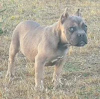 Pretty Boy, a male American Bully and Shorty Bull for sale in Phelan, CA – 10 of 10