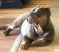 Lea, a female American Bully and Shorty Bull for sale in Phelan, CA – Photo 2 of 10