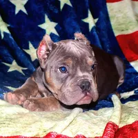 Lea, a female American Bully and Shorty Bull for sale in Phelan, CA – Photo 9 of 10